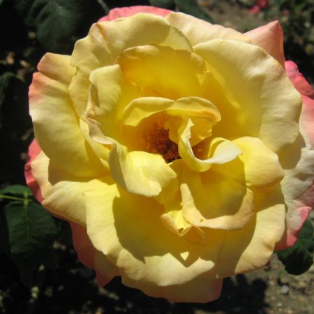 Trandafir galben(T)